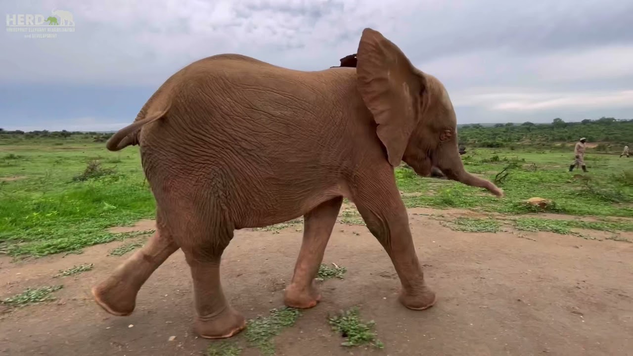 From Orphanage to Wilderness! Khanyisa Goes Walkabout With the Elephants