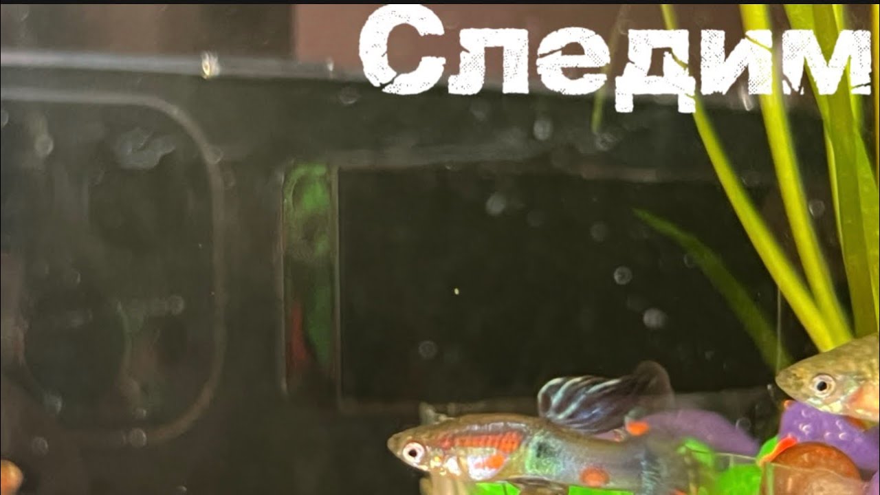 #аквариум #рыба 