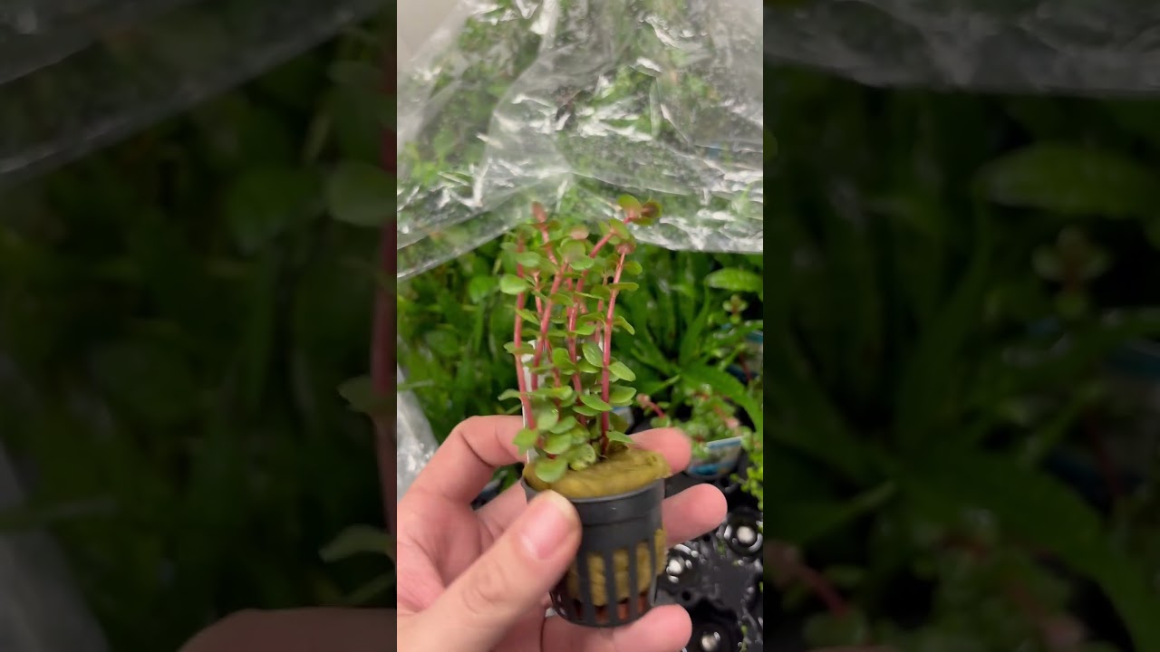 🌿 Rotala Orange Juice &ndash; Vibrant Orange Aquarium Stem Plant