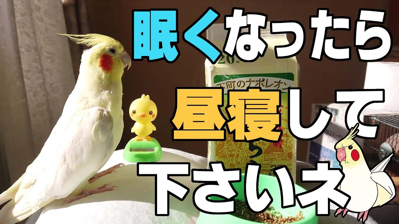 一緒に日向ぼっこしませんか？