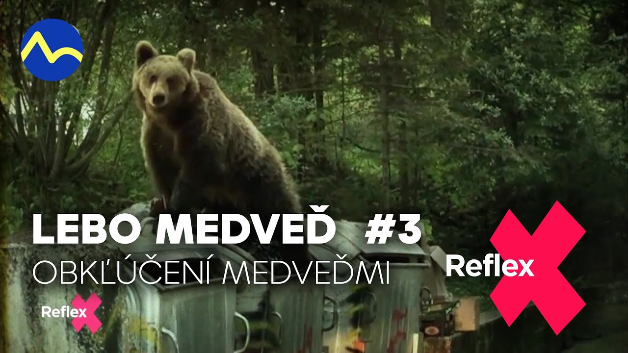 Lebo medveď #3: redaktorka v obkľúčení medveďov | Reflex