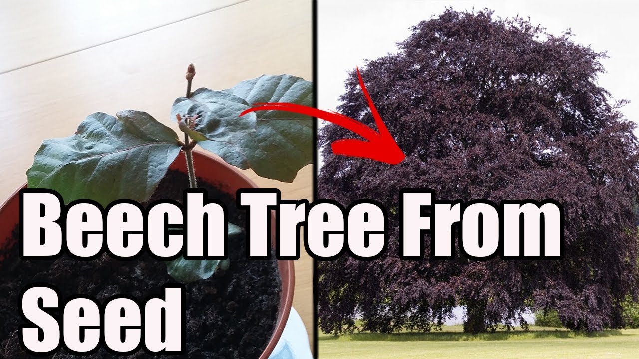 How To Grow Copper Beech From Seed/Nut