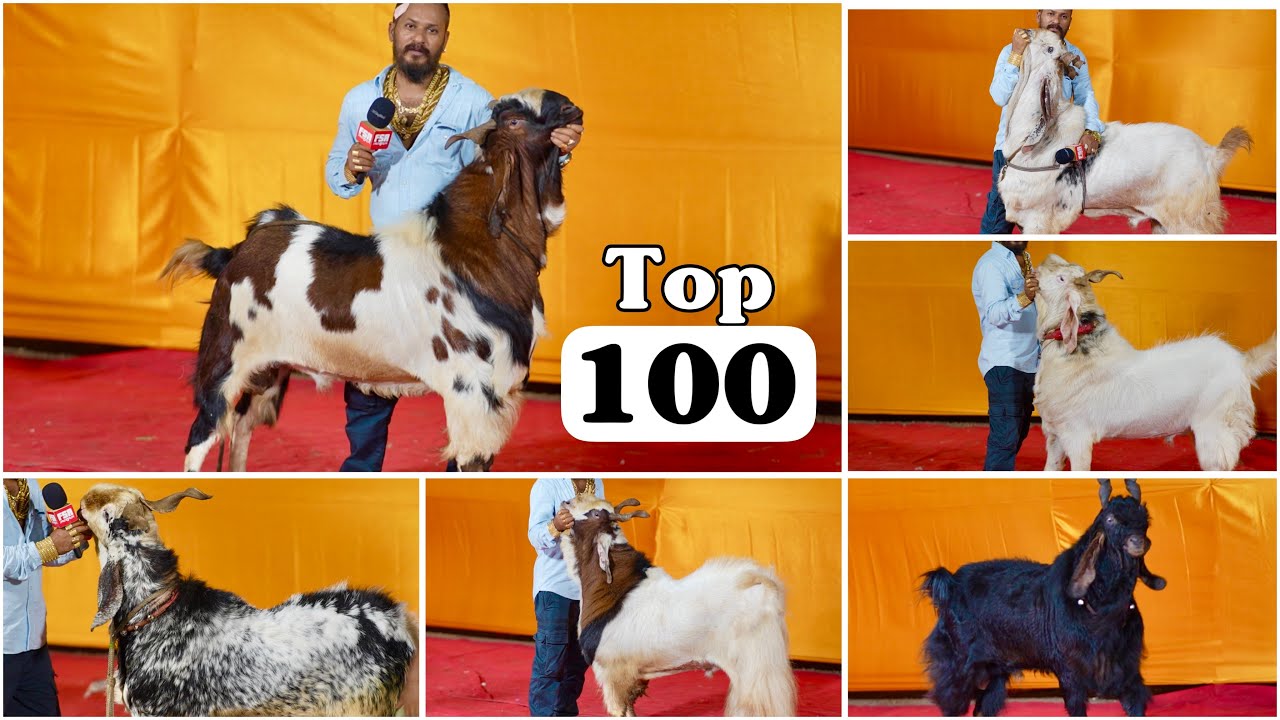 Top 100 Andul Goats of MD Goat Farm Mumbai - Ep 4