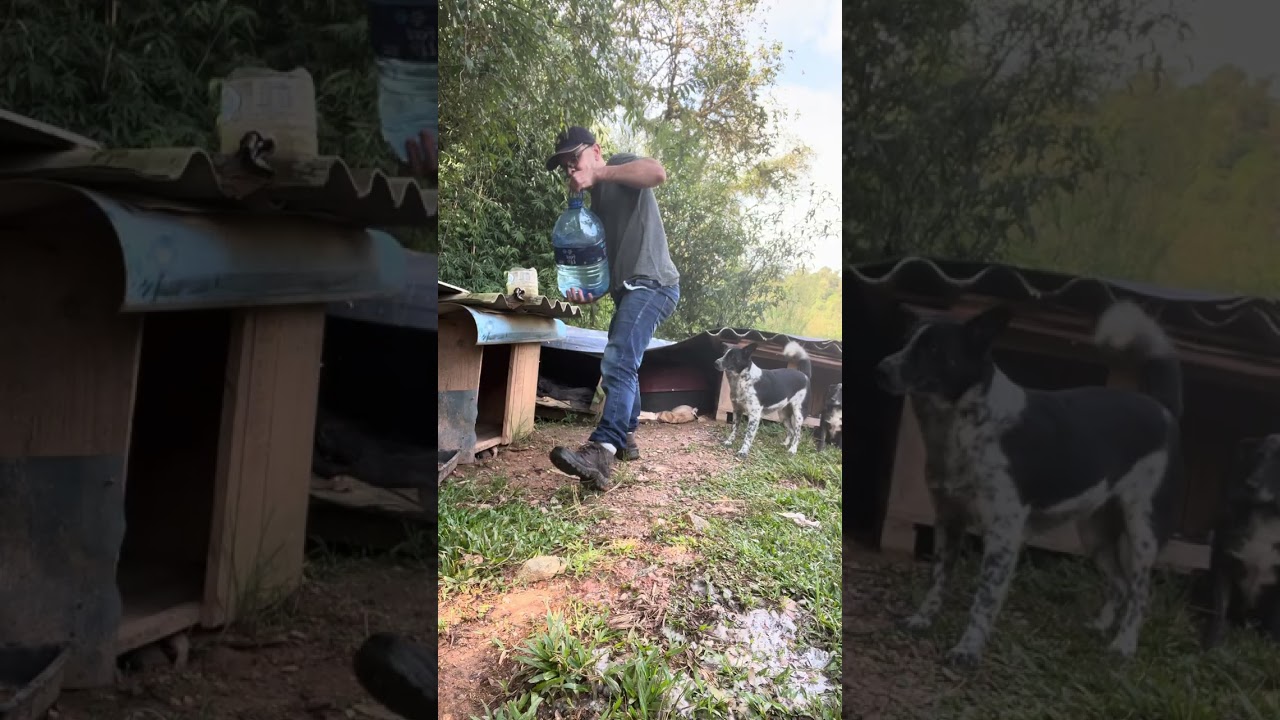#protetoresdeanimais #cachorros 