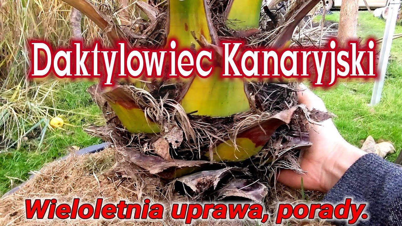 Daktylowiec kanaryjski uprawa w domu ( BŁĄD ) Porady ogrodnicze,  palmy w Polsce.