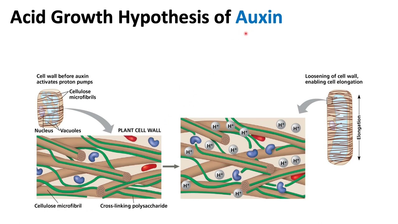 Plant Hormones: Auxin | Biology