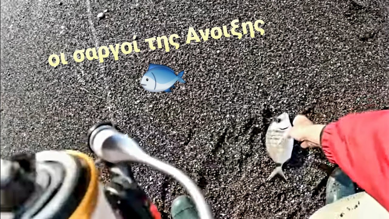 Οι σαργοί της Ανοιξης -  The seabreams sargus of Spring - LRF Spinning