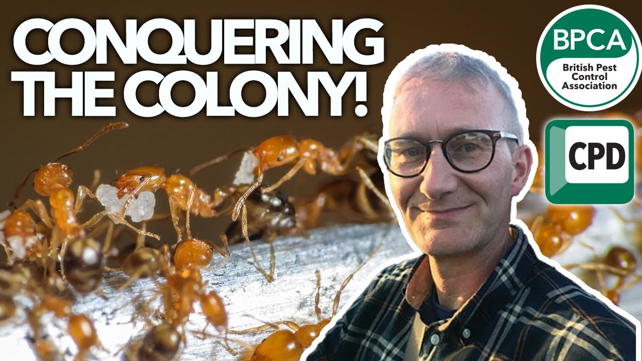 Conquering the colony: effective ant control strategies