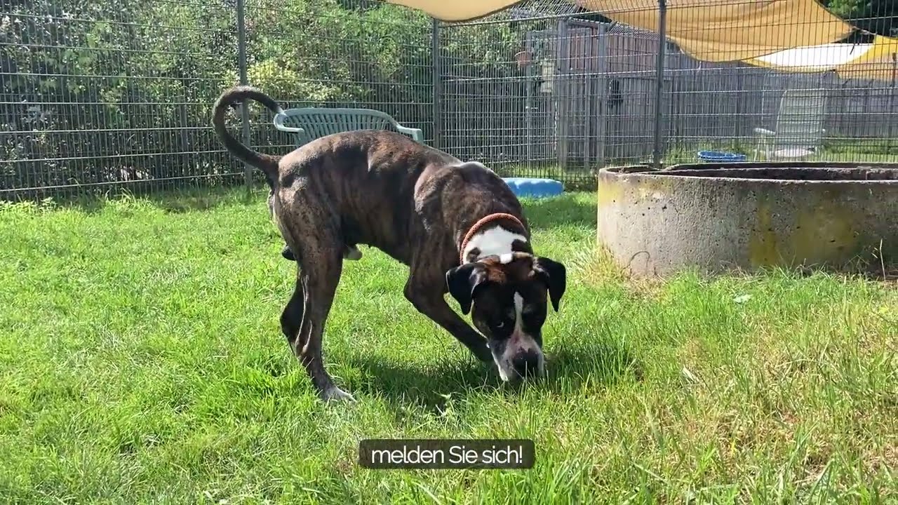 Sorgentiervideo September 2023 Maddox