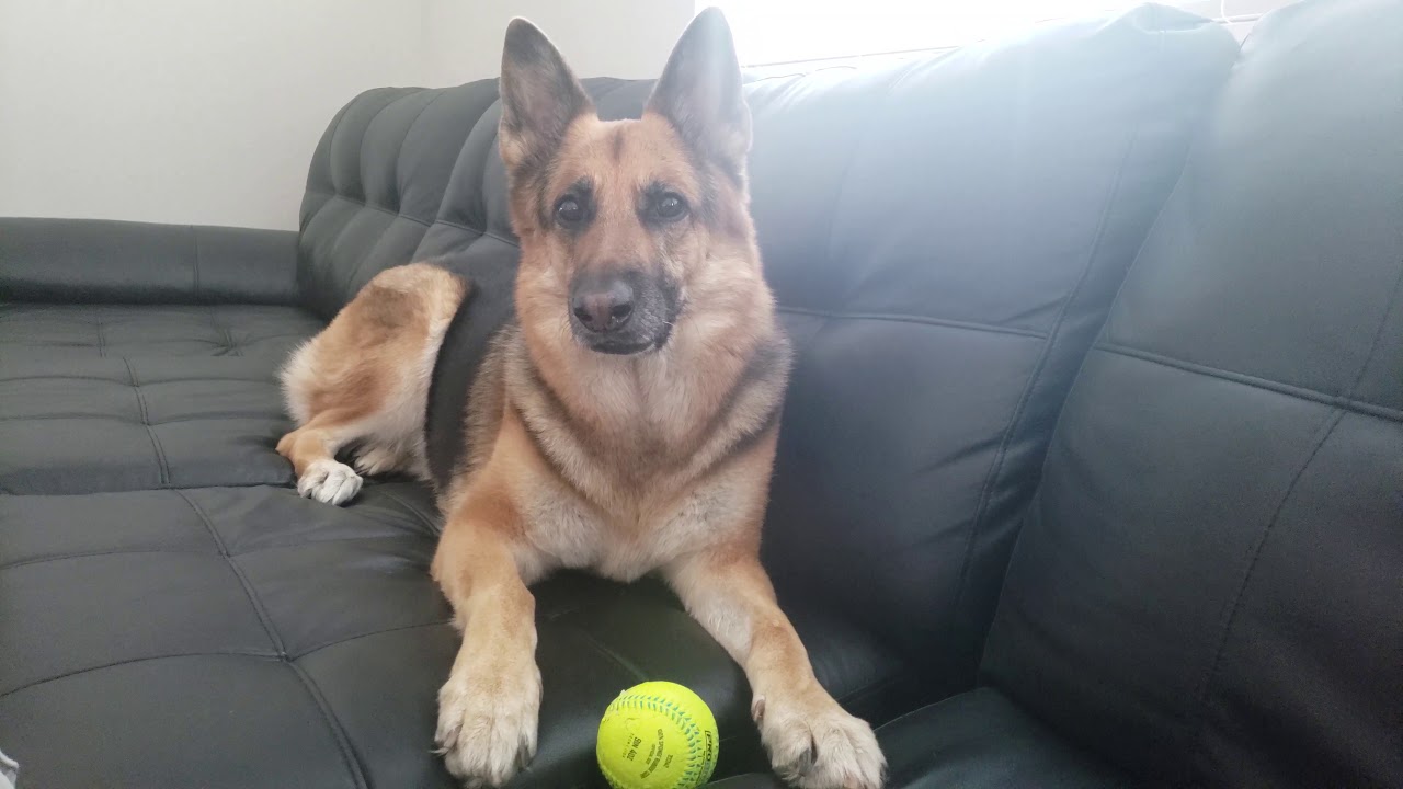 German Shepherd , Let go to play