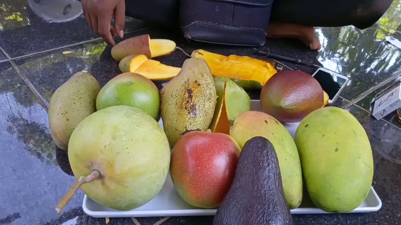 Test Rasa Mangga Yuwen Red ivory Kiojay agrimania R2e2