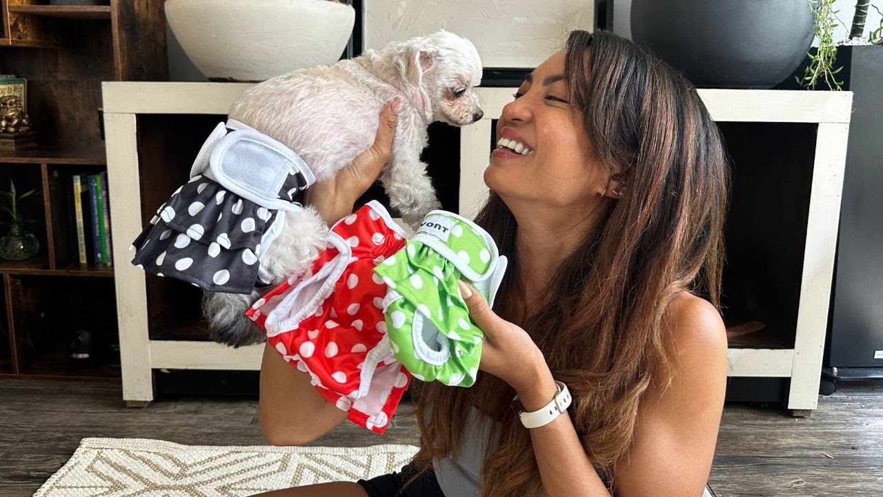 Amazon Find: Avont 3 Pack Washable Female Dog Diapers! For Heat Cycles and Incontinence