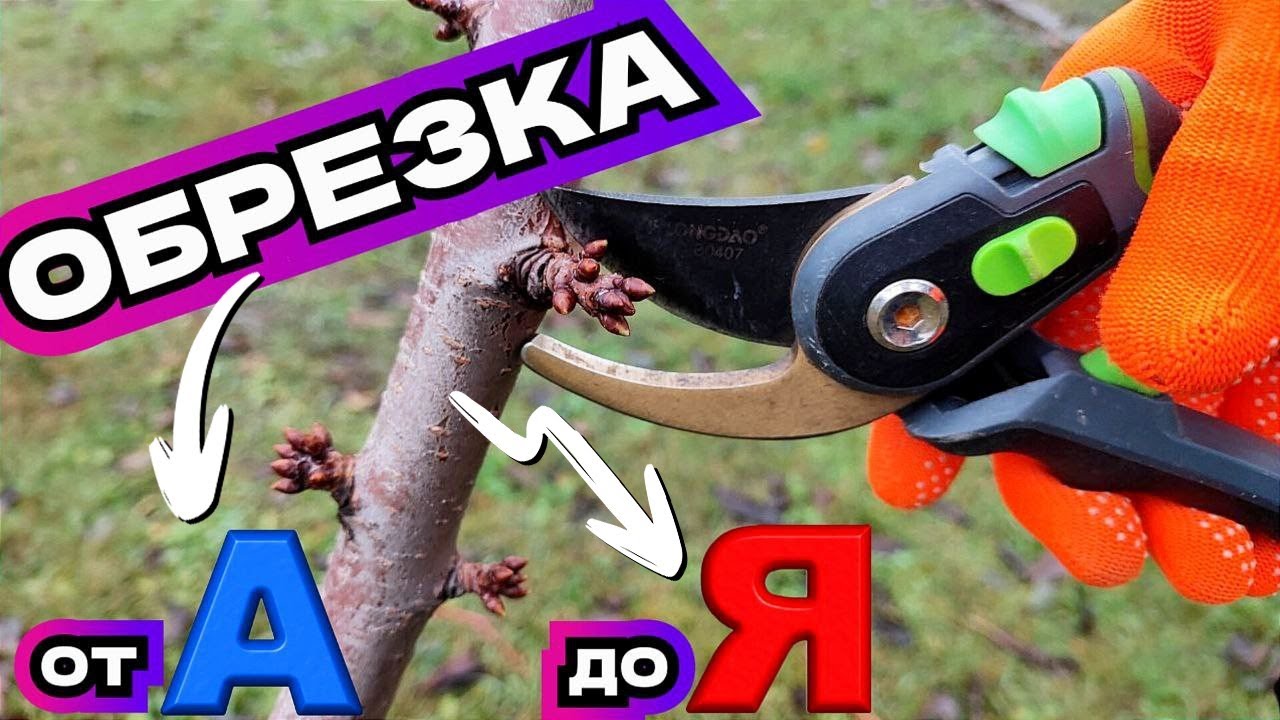 Секреты успешной обрезки молодой черешни