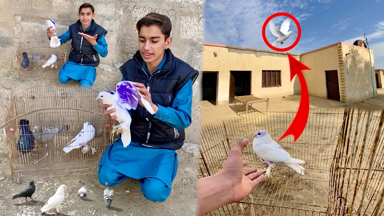 Saray New Kabootar Azaad Kar Die 🕊️😍