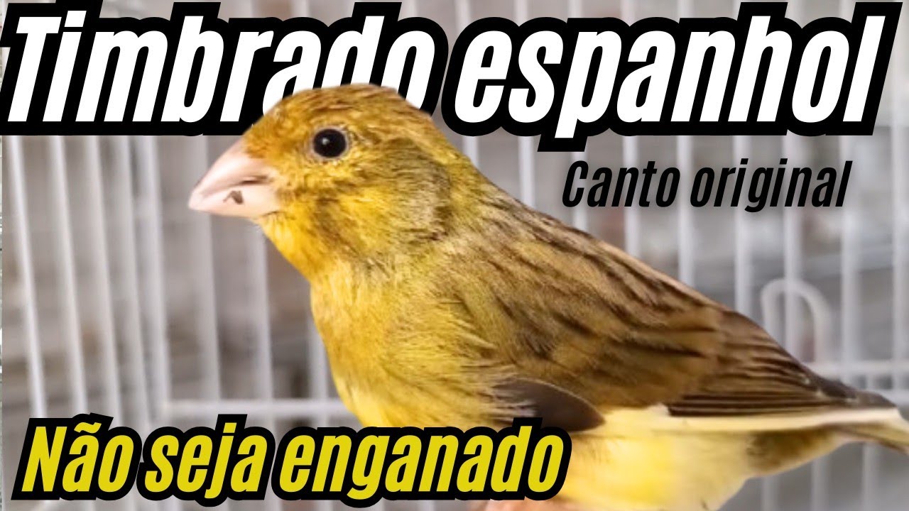 NÃO compre TIMBRADO espanhol , antes de assistir esse VÍDEO
