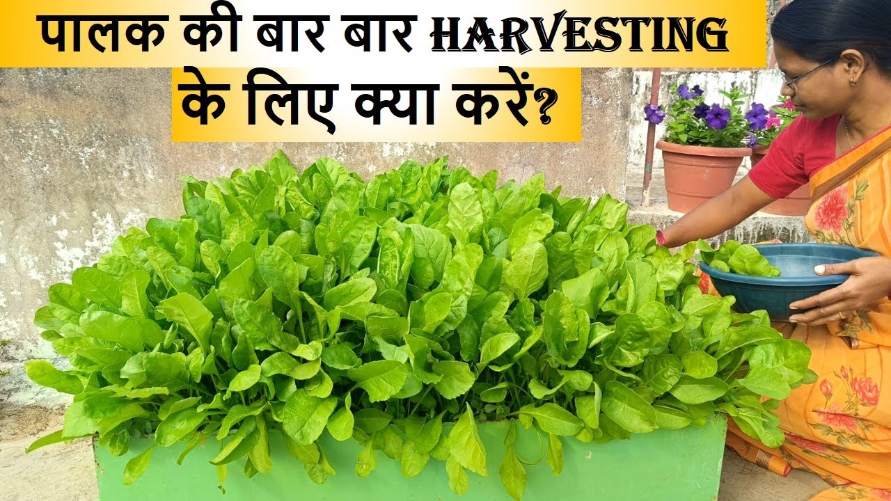 पालक जैसी हरी सब्जियों की बार-बार harvesting के लिए क्या fertilizer करना चाहिए ?