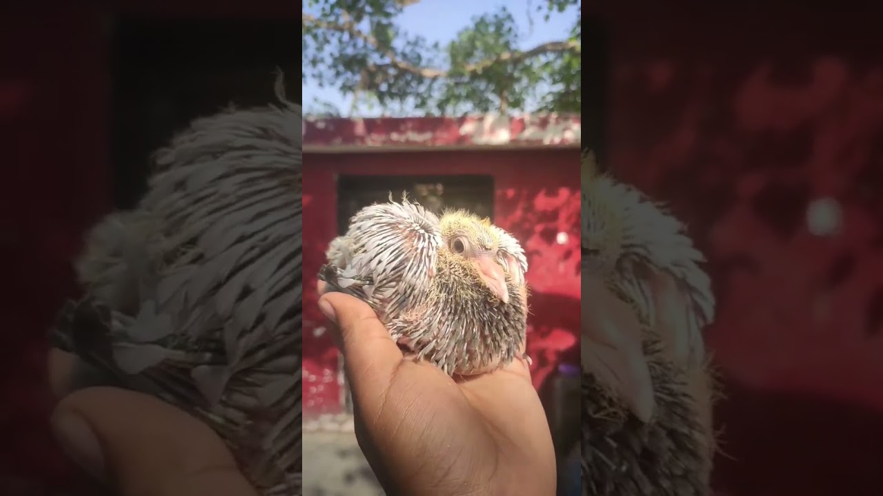 Pigeon Baby Pakdna #Shorts