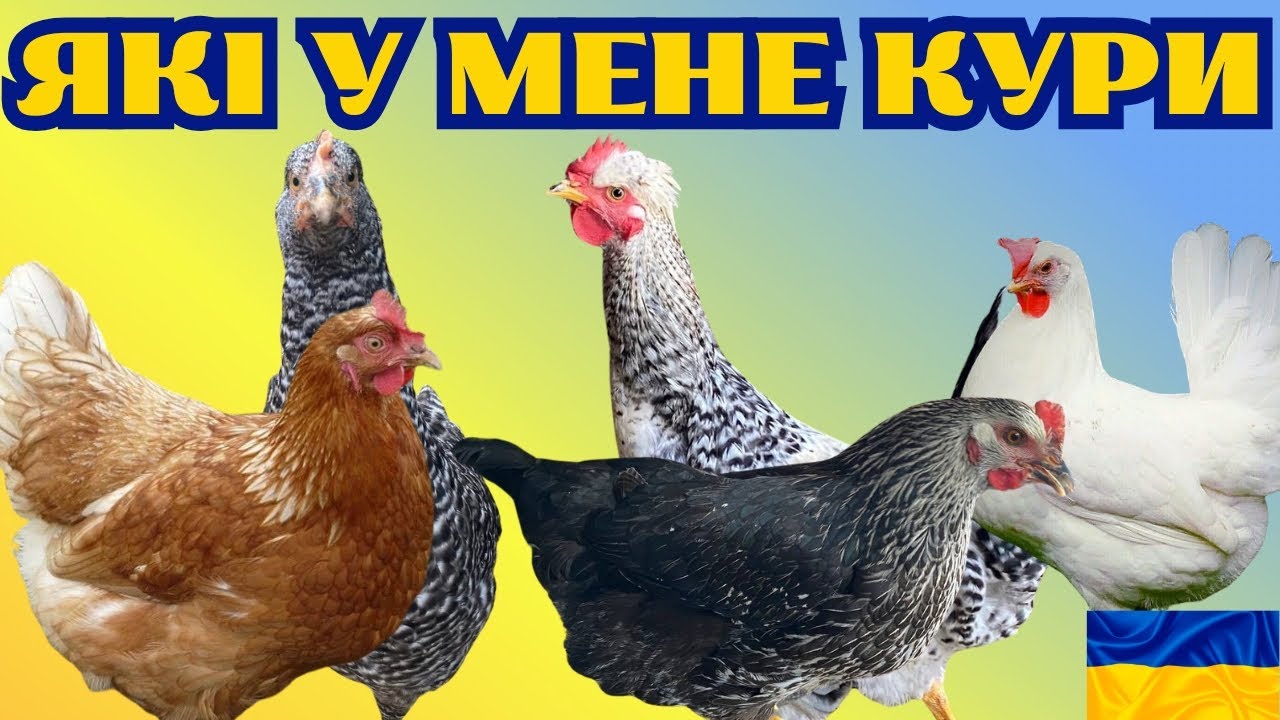 ЯКИХ КУРЕЙ Я ТРИМАЮ НА СВОЄМУ ГОСПОДАРСТВІ@kyruvgaragi
