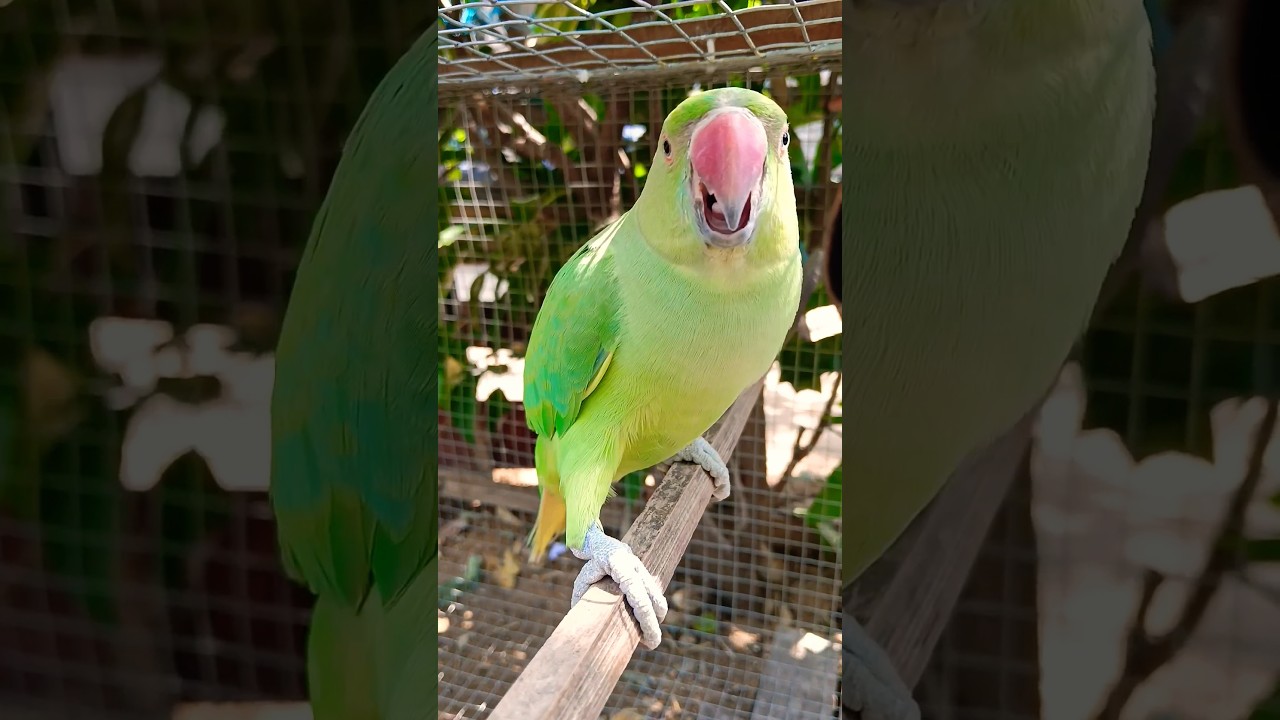 Female parrot angry sound 🦜