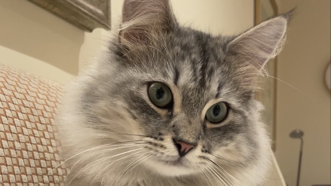 10 month old silver Siberian Forest kitten (Sacha)