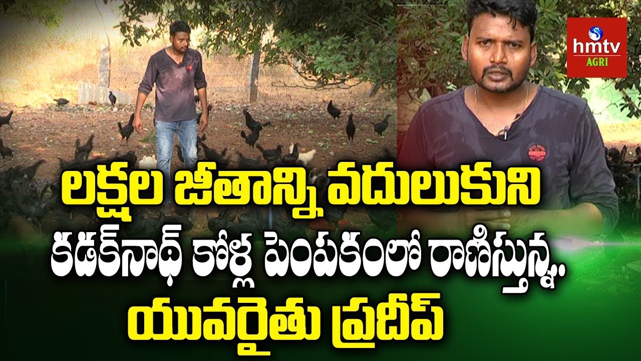 Kadaknath Poultry Farming Success Story | Farmer Pradeep | hmtv Agri