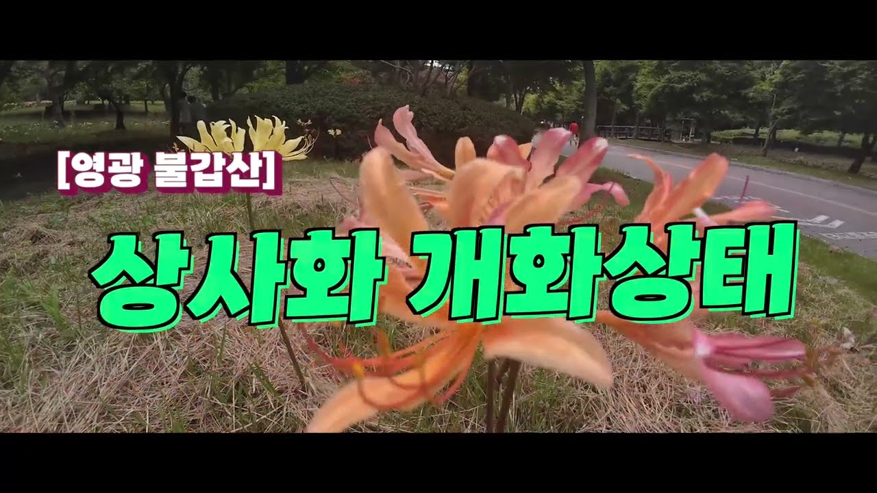 영광 불갑산 상사화(꽃무릇) 축제|상사화 개화상태|꽃무릇 개화상태 #걷고뛰는율터