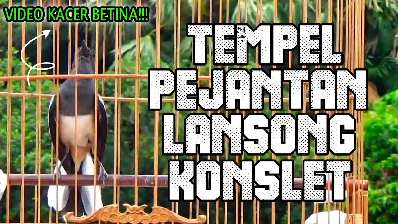 PANCINGAN KACER BETINA MEMANGGIL JANTAN.cho&egrave; than h&oacute;t đấu m&aacute;i.ch&ograve;e than h&oacute;t giọng rừng cực căng.