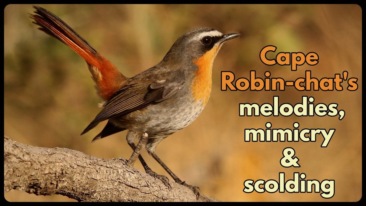 CAPE ROBIN-CHAT'S melody, mimicry and scolding - my favourite garden bird!
