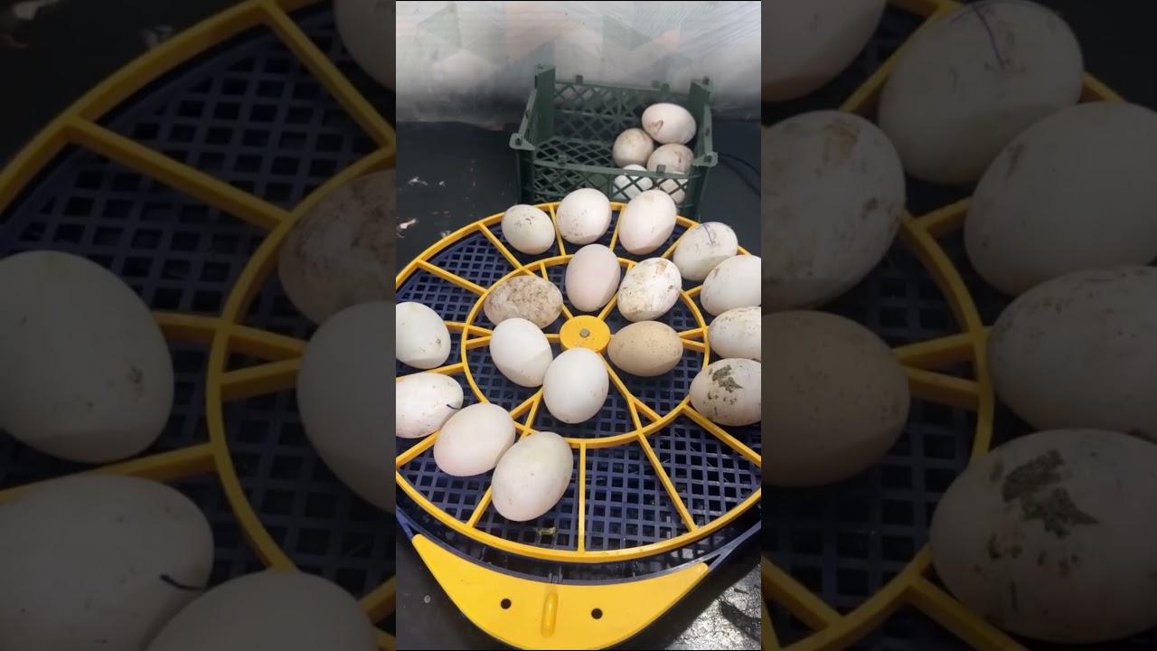 Mind Blowing , 21 Eggs Full Automatic Egg incubator