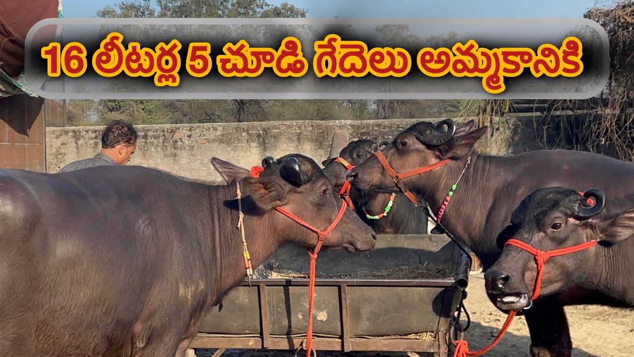 16 లీటర్ల చూడి 5 ముర్రా గేదెలు అమ్మకానికి Murrah pregnant buffalos for sale call -9010861023