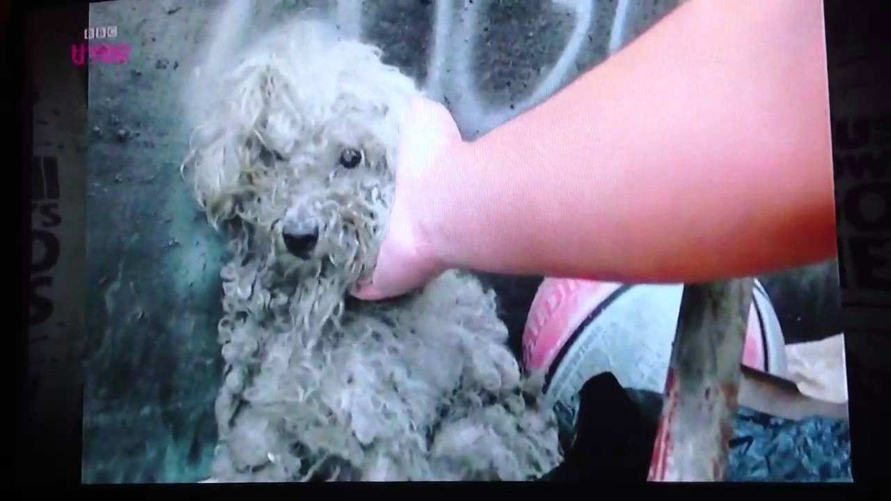Hope for Paws - Abandoned dog, Fiona.