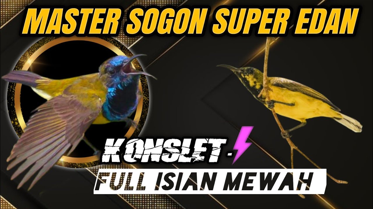 Masteran joss‼️MASTER SOGON ISIAN MEWAH 2025