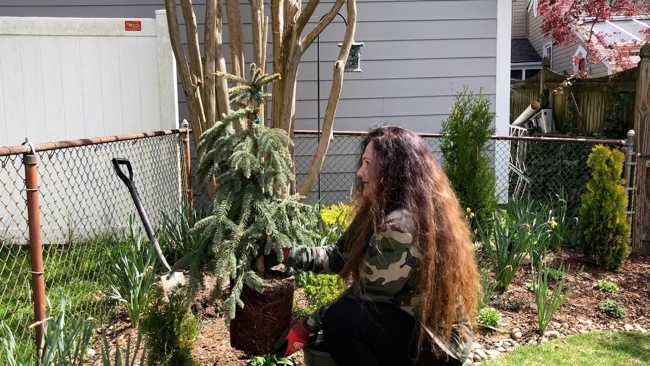 Planting 