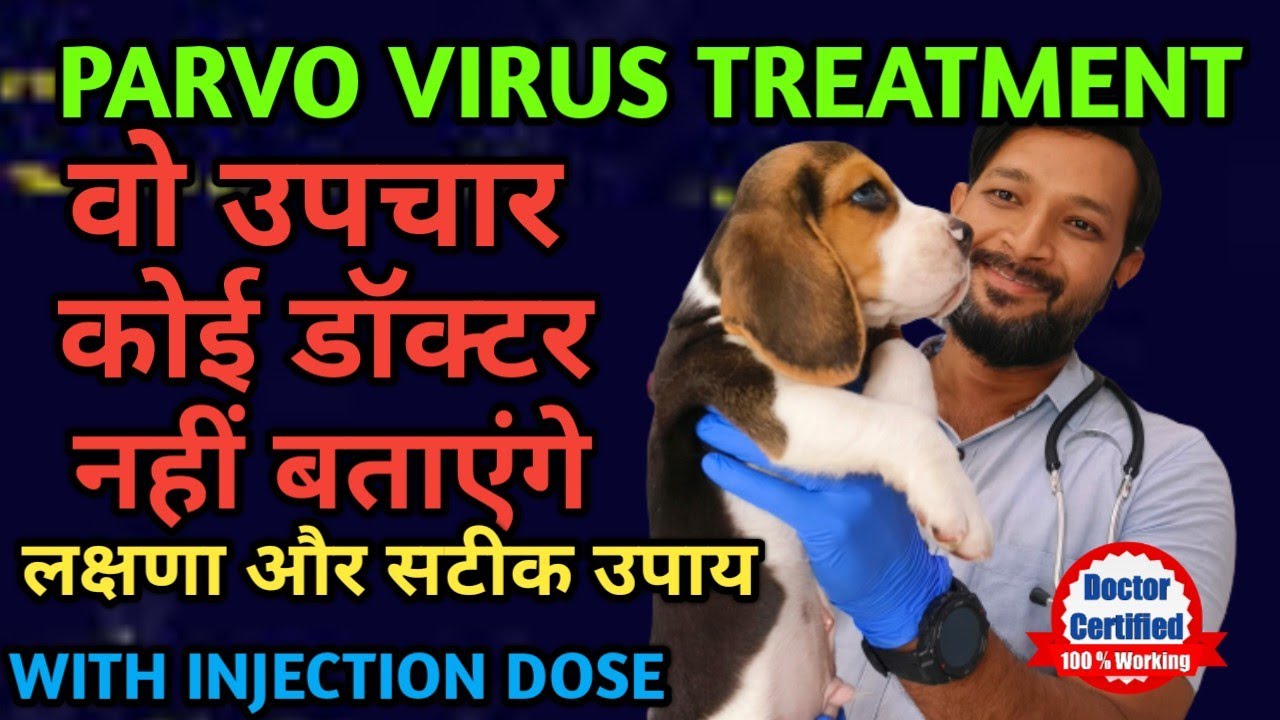 पार्वो वायरस के लक्षण और ईलाज Parvovirus | Gastro | Signs |Treatment | For Dogs | Puppies,  In Hindi