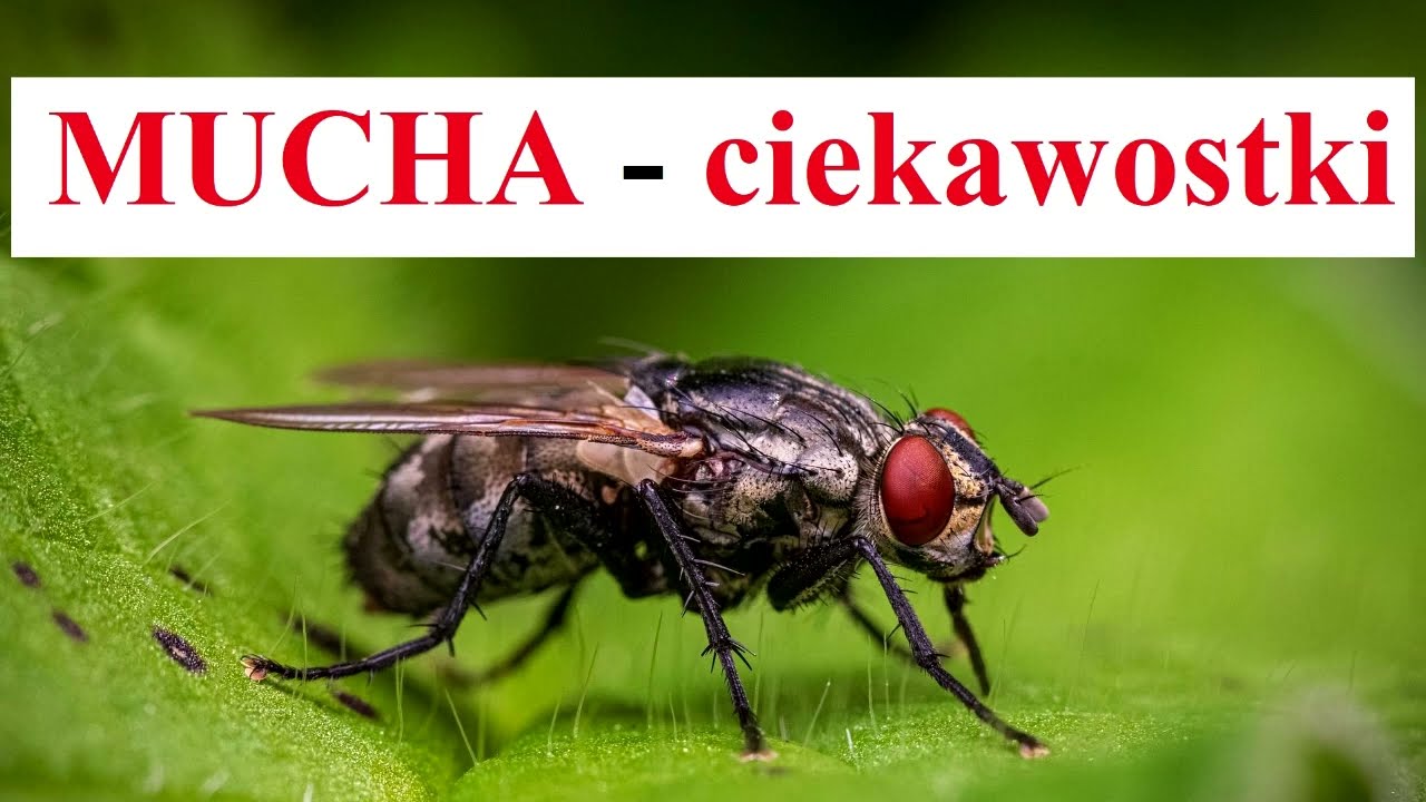 MUCHA - ciekawostki