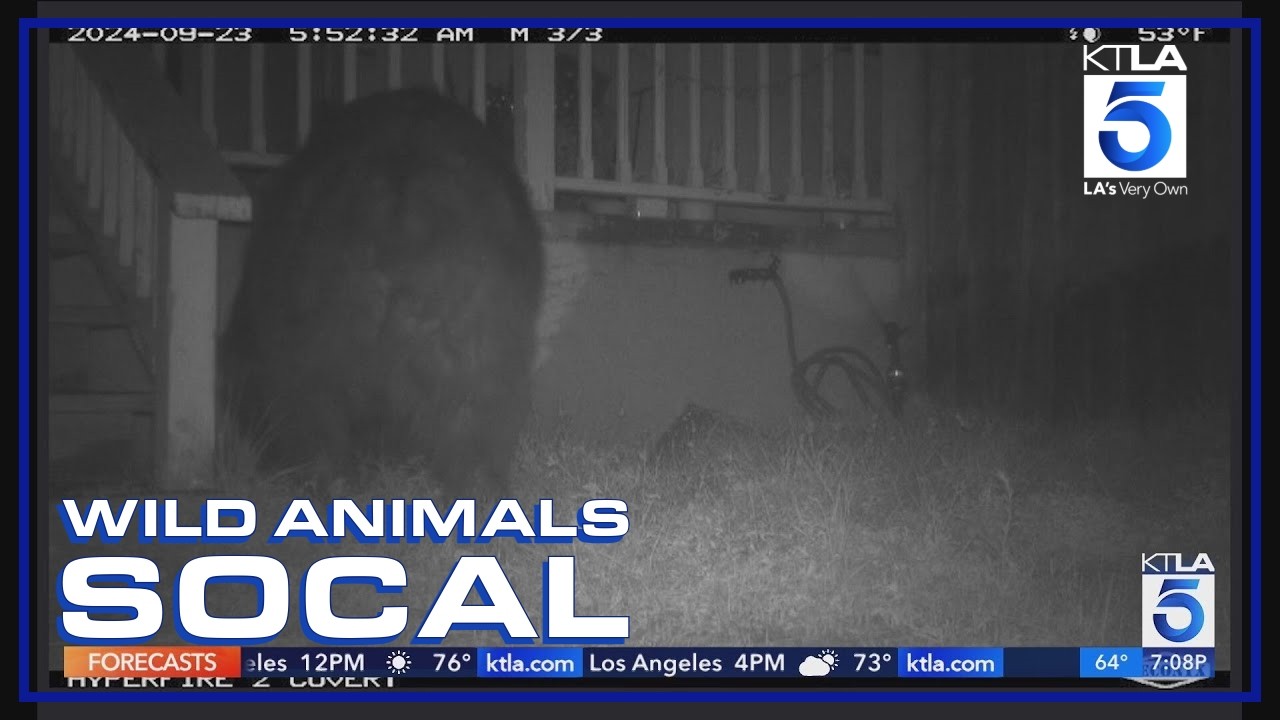 Curious bear returns to hideout under Sierra Madre home | Wild Animals SoCal
