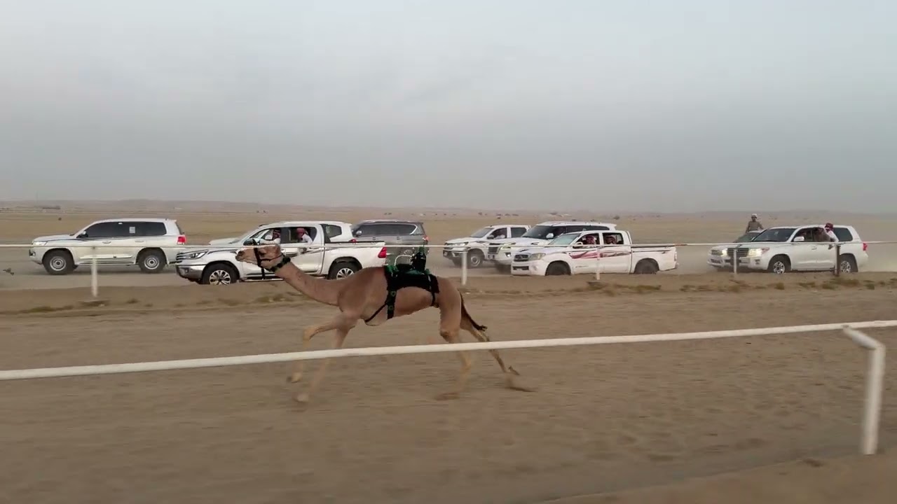 الشوط الاول قعدان مفاريد 1500 م  المهند / عبدالله هليل الجهني