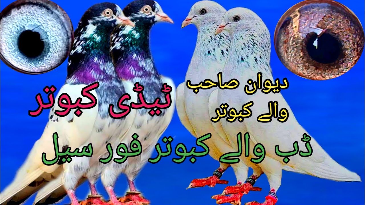 Taddy Kabootar Golden Kabootar Dab Wala Devon Saab Wale Kabootar#pigeon #bird🤗