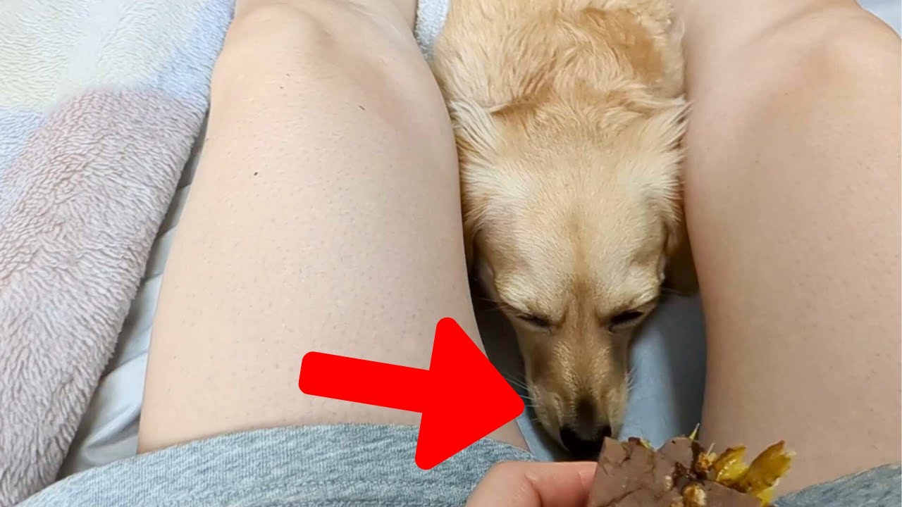 Owner gives treats and toys to cute dog【Dachshund dog】