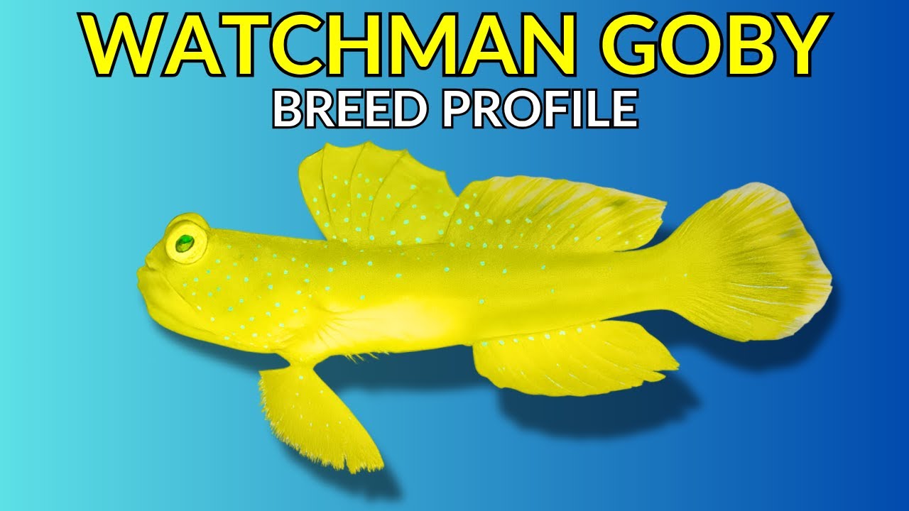 Watchman Goby Care Guide | Tank Setup  Feeding  Breeding & Lifespan