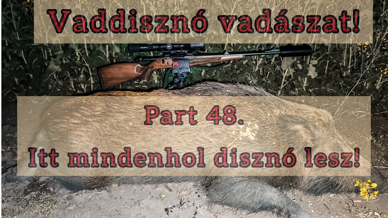 Part 48.  Itt mindenhol disznó lesz ! Vaddisznó vadászat!