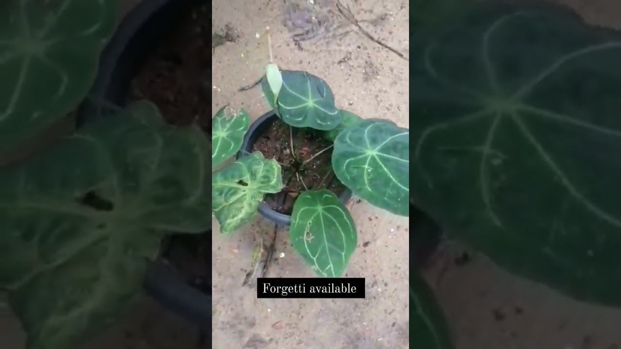 anthurium forgetti available, watsapp 9539572345 for orders