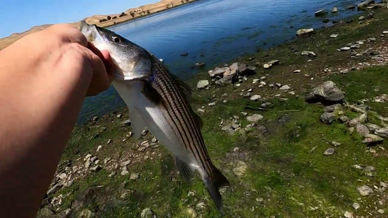 Persistence Pays Off While Striped Bass Fishing At O&rsquo;Neill Forebay 5-21-2022