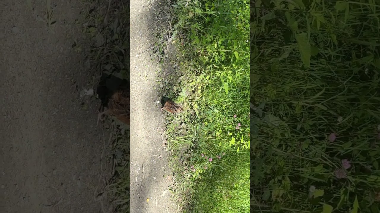 Woodcock #woodcock