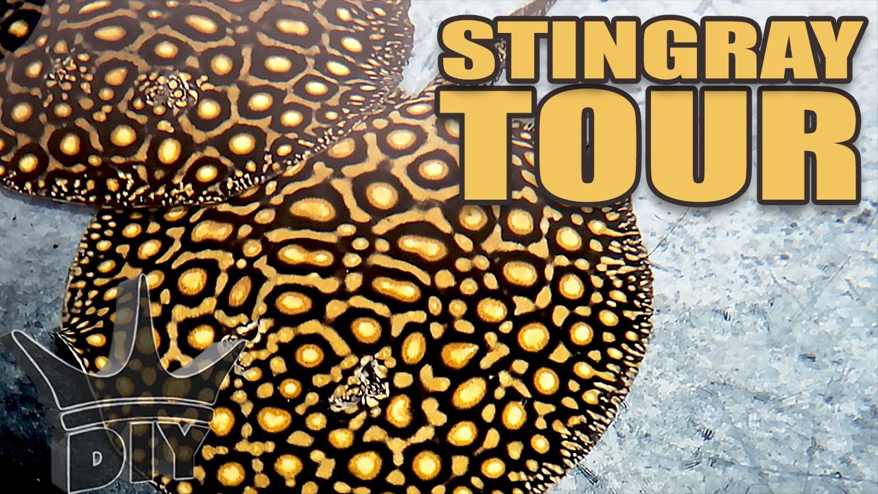 INSANE stingray aquarium tour!!!