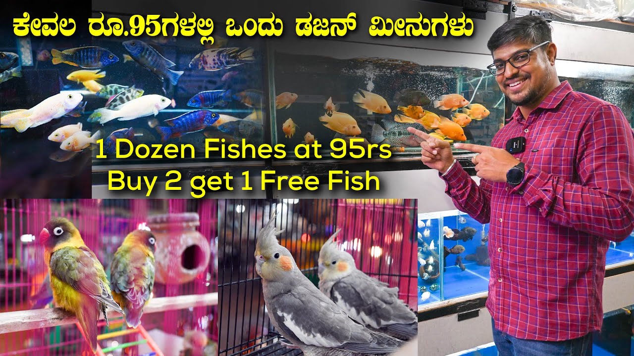 ಕೇವಲ ರೂ.95ಗಳಲ್ಲಿ ಒಂದು ಡಜನ್ ಮೀನುಗಳು AS Aqua Exotic Fishes, Birds & Pets in Bangalore | Kannada Vlogs