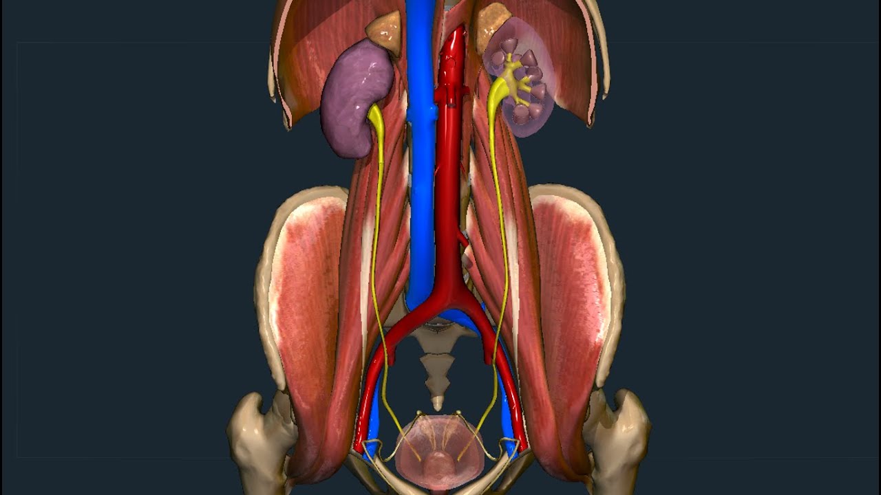 Uretere