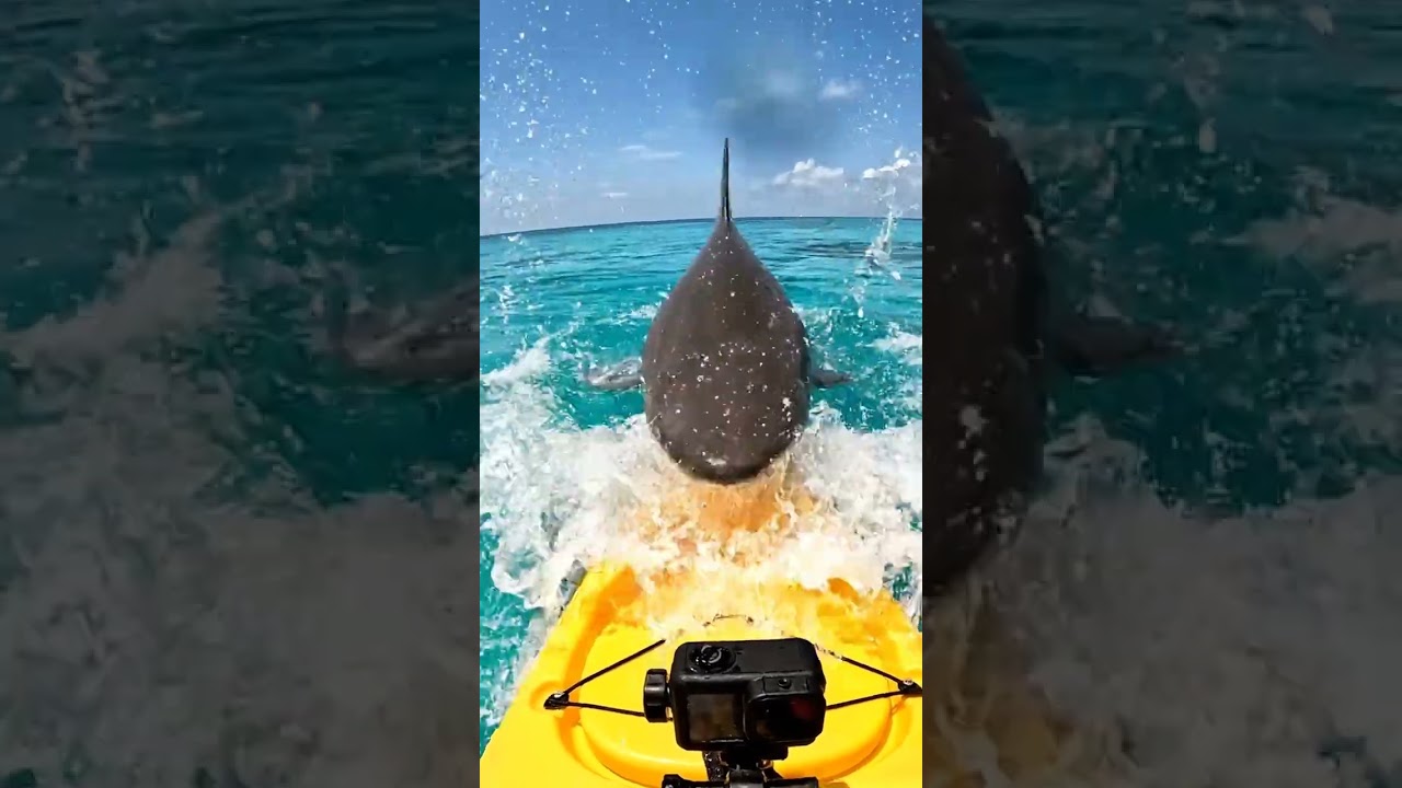Shark Rams Kayak at Full Speed! 😱