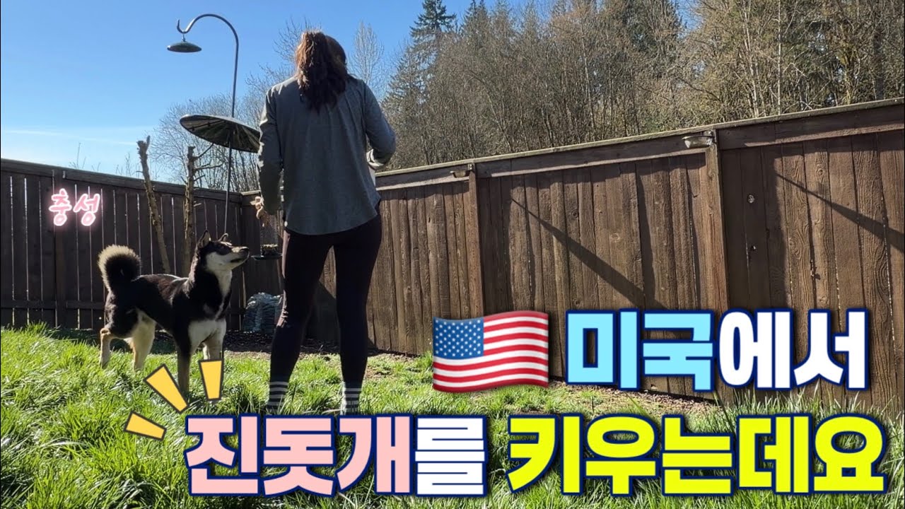 🇺🇸미국에서 진돗개를 키우는데요... | 네눈박이 진돗개 | 블랙탄 | 진돗개 입양 | 벚꽃엔딩