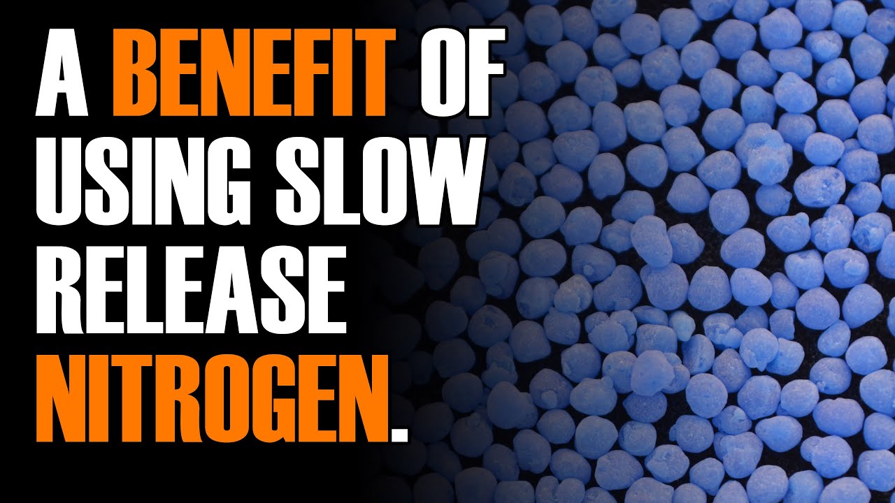 A Benefit to Using Slow-Release Nitrogen